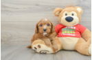 Adorable Cavalier King Charles Spaniel and Poodle Mix Poodle Mix Puppy