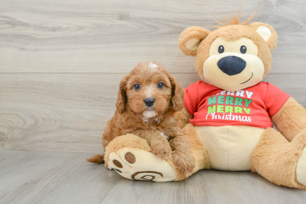 Adorable Cavalier King Charles Spaniel and Poodle Mix Poodle Mix Puppy