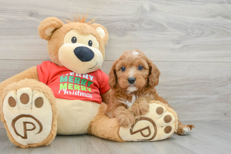 Adorable Cavalier King Charles Spaniel and Poodle Mix Poodle Mix Puppy