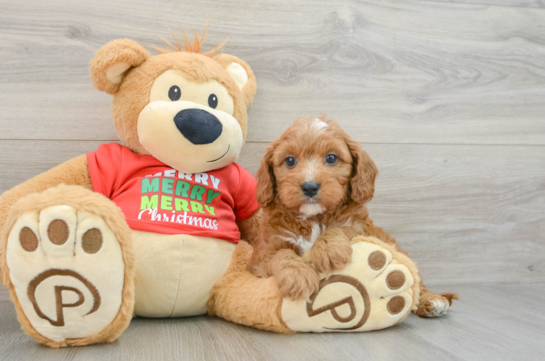 Adorable Cavalier King Charles Spaniel and Poodle Mix Poodle Mix Puppy