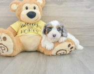 6 week old Cavapoo Puppy For Sale - Premier Pups