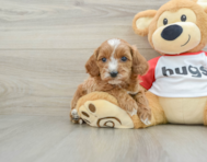 8 week old Cavapoo Puppy For Sale - Premier Pups