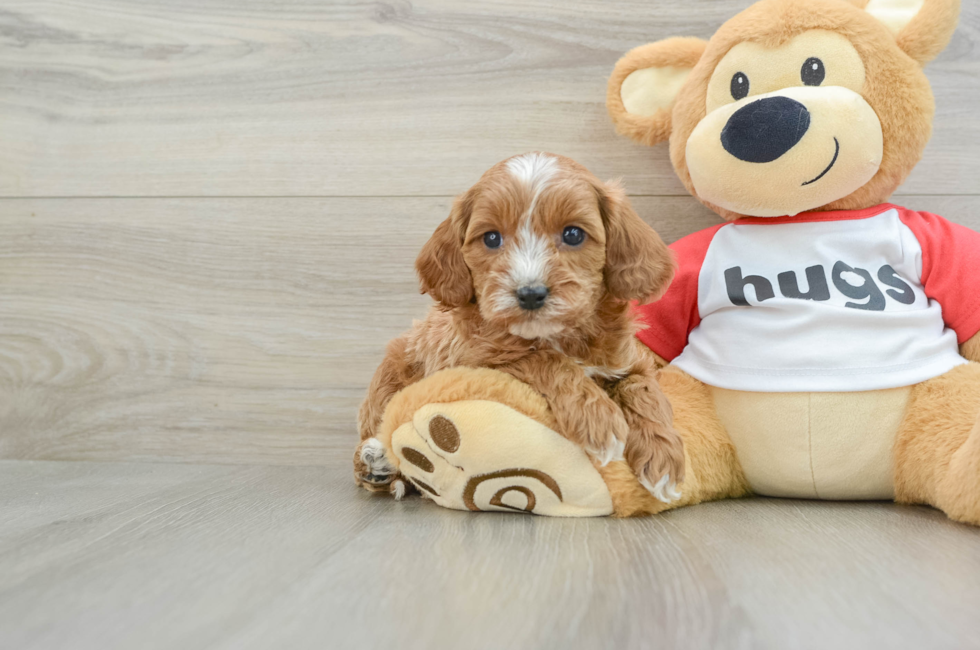 5 week old Cavapoo Puppy For Sale - Premier Pups