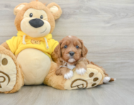 7 week old Cavapoo Puppy For Sale - Premier Pups