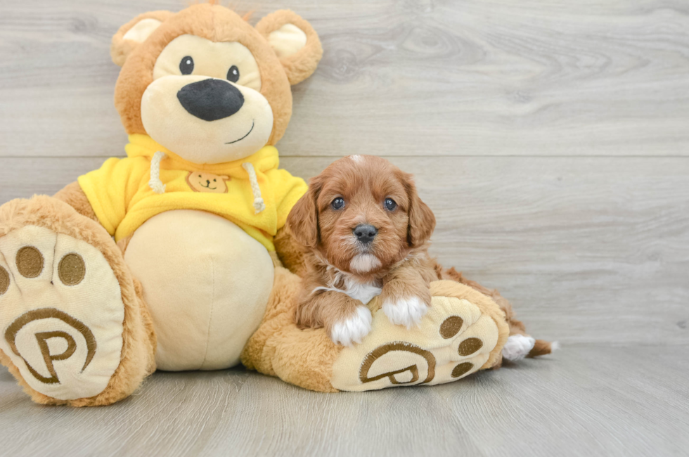 6 week old Cavapoo Puppy For Sale - Premier Pups