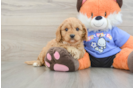 Best Cavapoo Baby