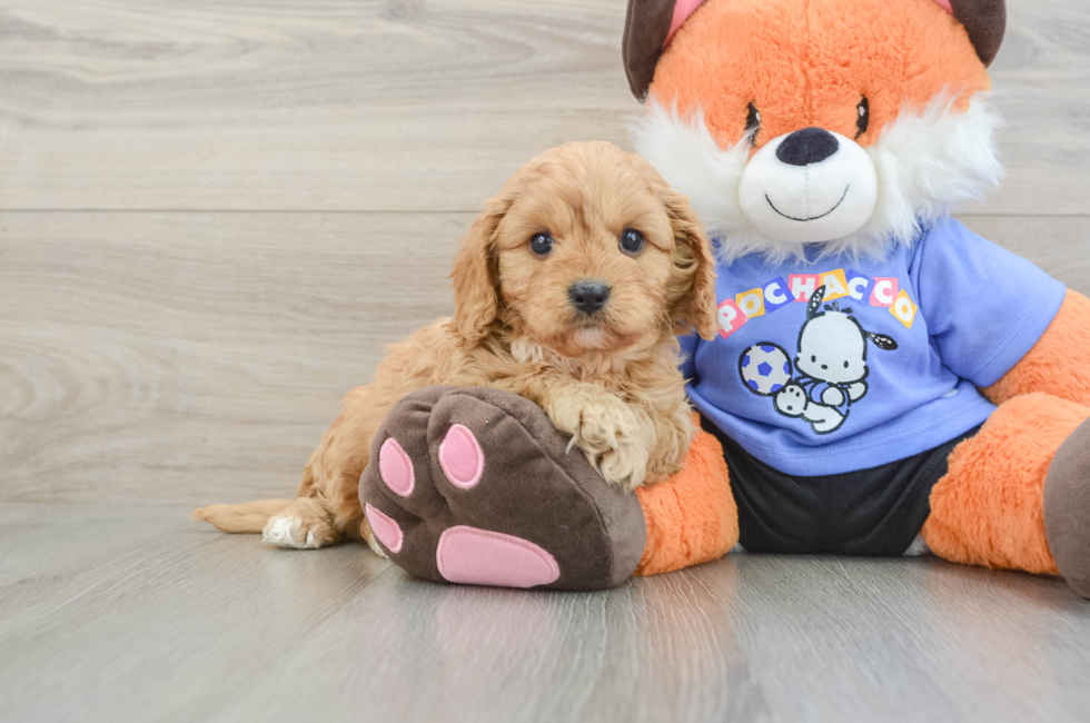 6 week old Cavapoo Puppy For Sale - Premier Pups