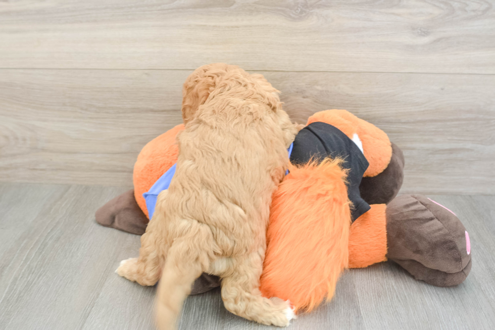 Cavapoo Puppy for Adoption