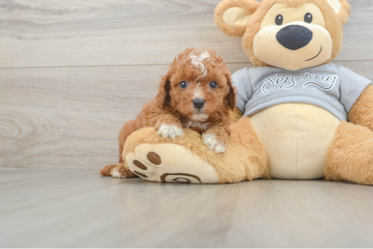 Adorable Cavalier King Charles Spaniel and Poodle Mix Poodle Mix Puppy