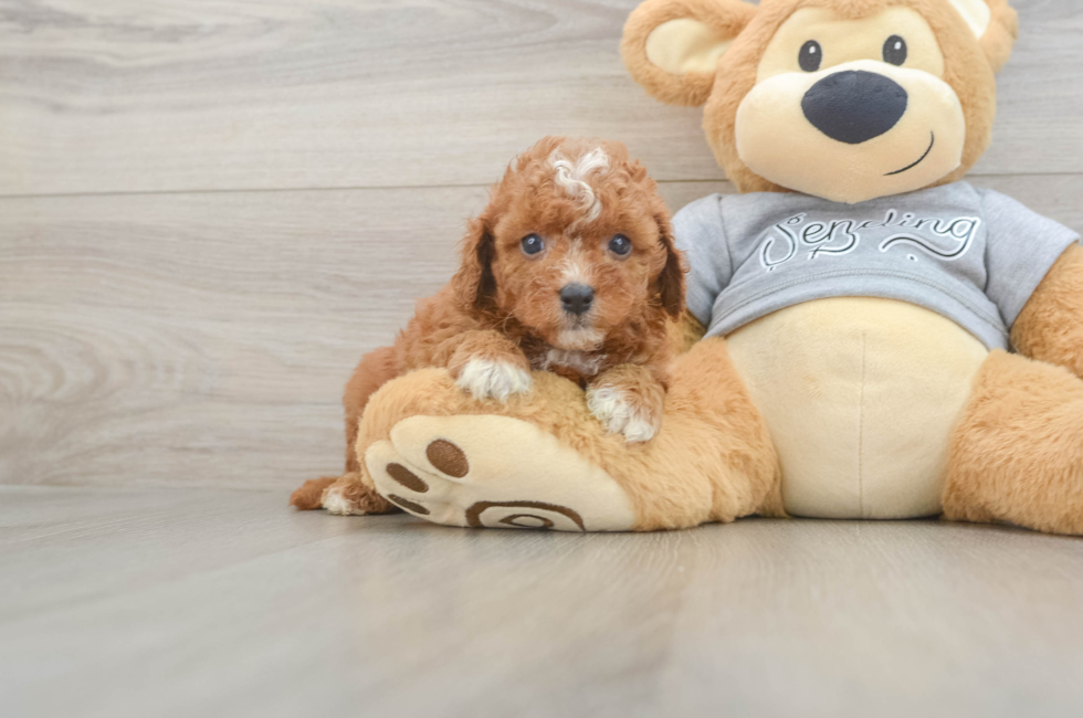 5 week old Cavapoo Puppy For Sale - Premier Pups