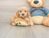 9 week old Cavapoo Puppy For Sale - Premier Pups
