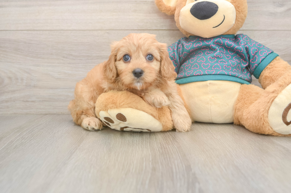 6 week old Cavapoo Puppy For Sale - Premier Pups