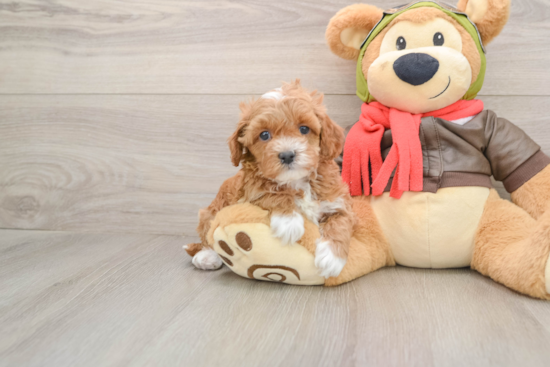 Cavapoo Puppy for Adoption