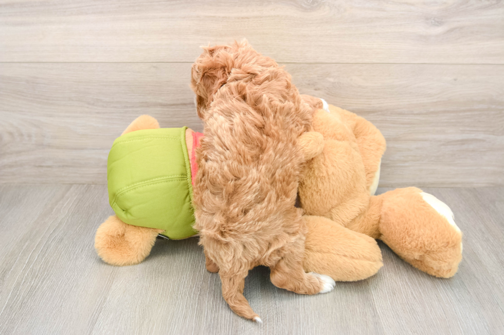 Hypoallergenic Cavadoodle Poodle Mix Puppy