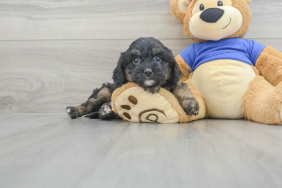 Popular Cavapoo Poodle Mix Pup