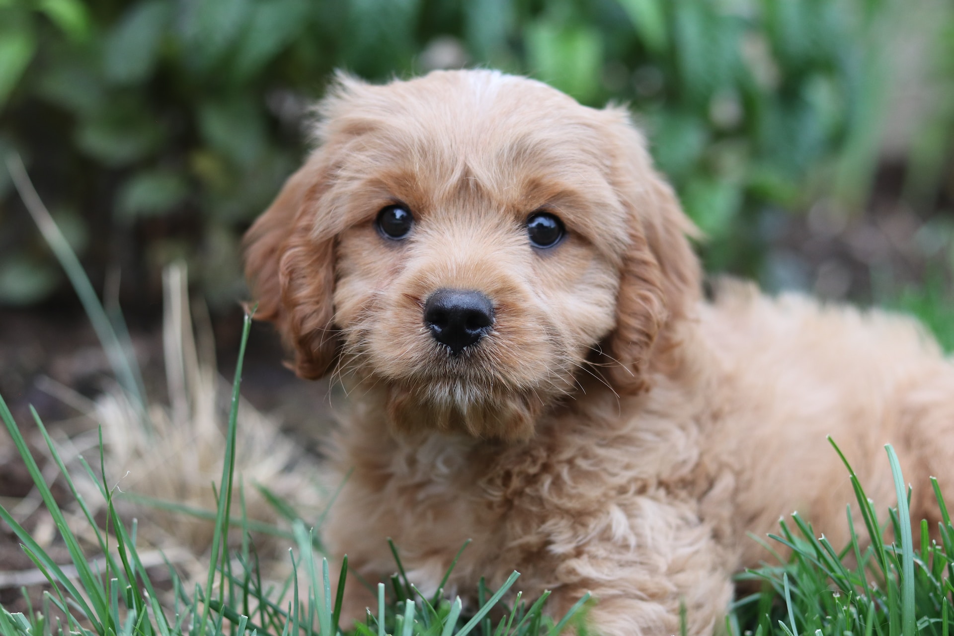 Cavoodle clearance haircut