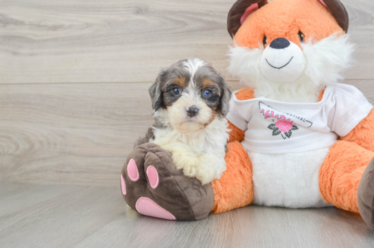 Happy Cavapoo Baby