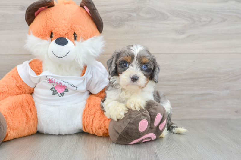 Meet Hans - our Cavapoo Puppy Photo 3/3 - Premier Pups