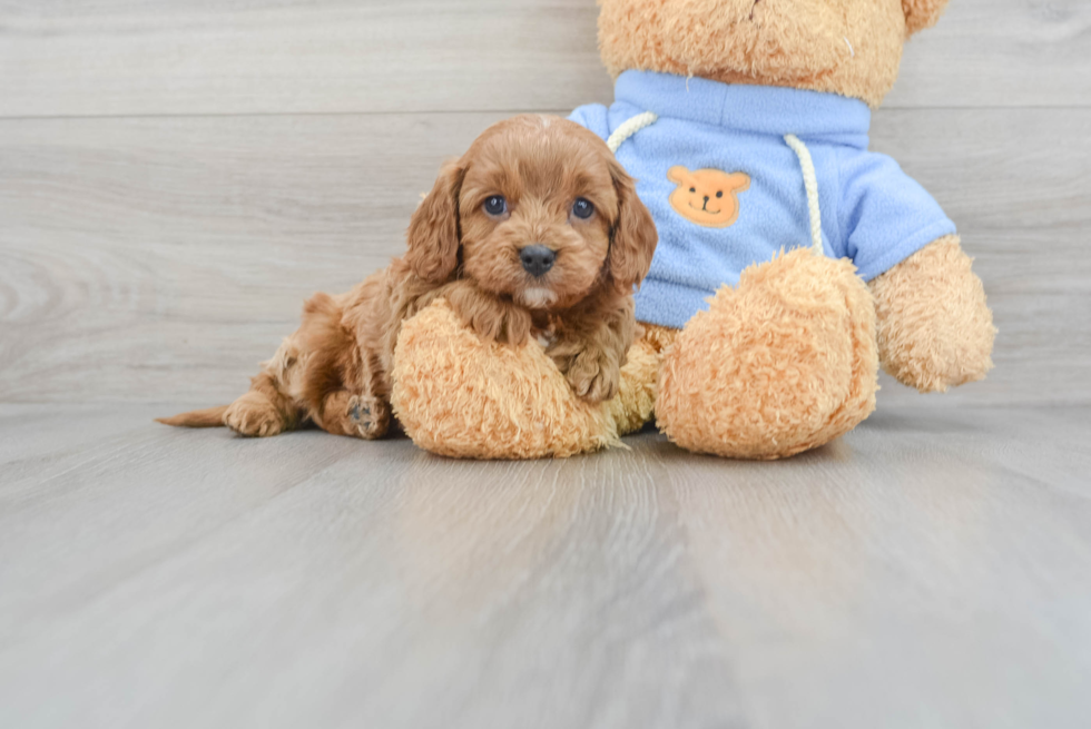 Friendly Cavapoo Baby