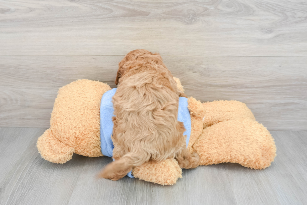 Cavapoo Puppy for Adoption