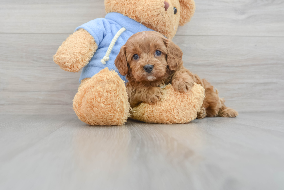 Cavapoo Puppy for Adoption