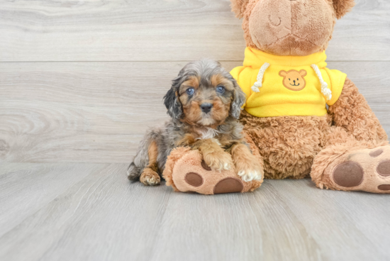 Fluffy Cavapoo Poodle Mix Pup