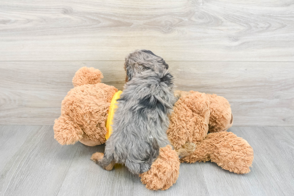 Cavapoo Pup Being Cute