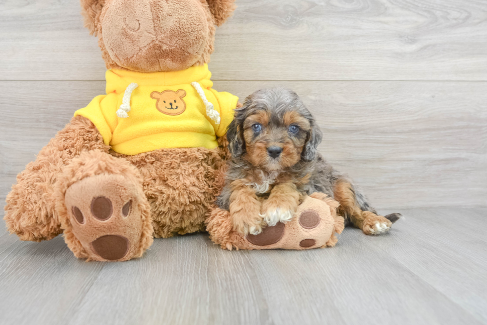 Cavapoo Pup Being Cute