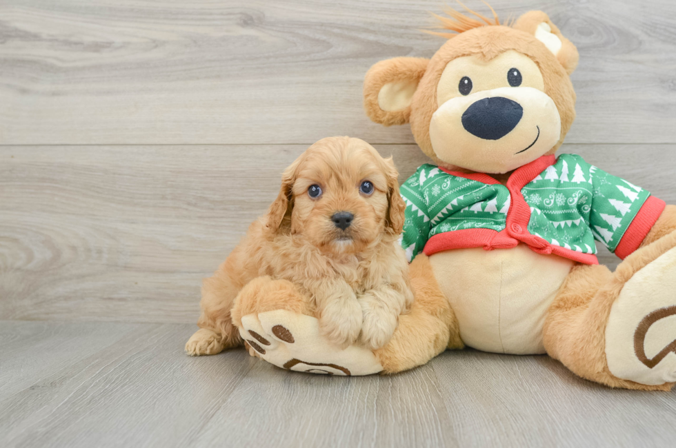 5 week old Cavapoo Puppy For Sale - Premier Pups