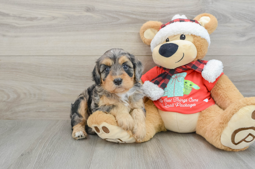 5 week old Cavapoo Puppy For Sale - Premier Pups