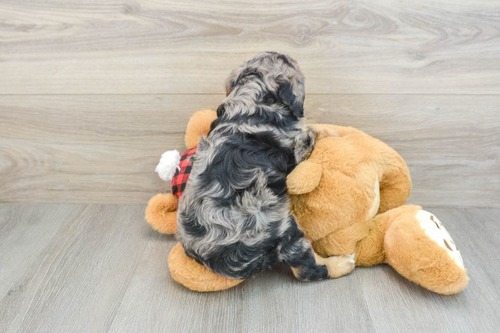 Cavapoo Puppy for Adoption