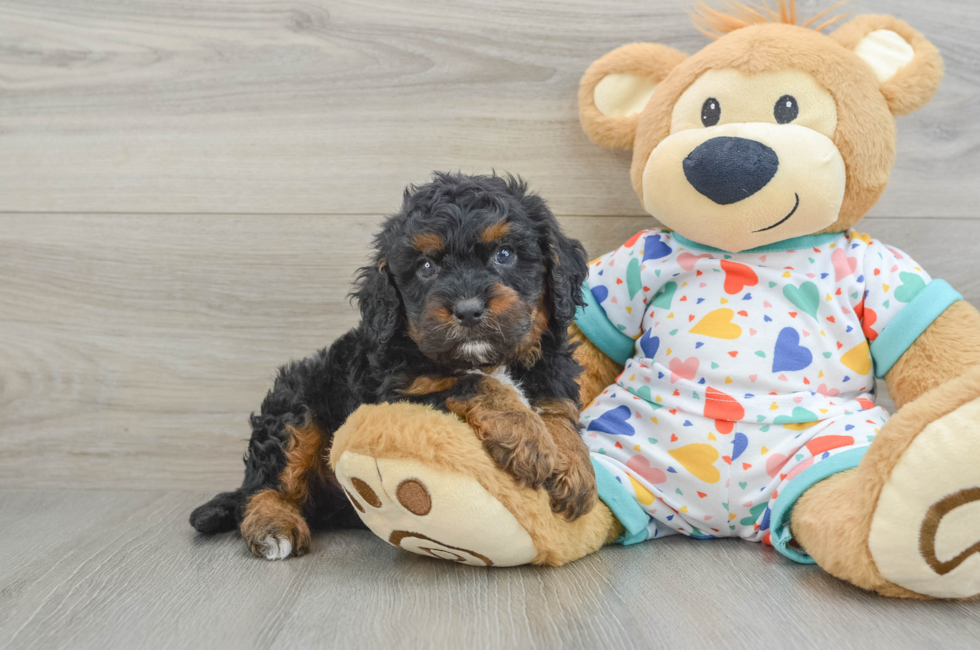 6 week old Cavapoo Puppy For Sale - Premier Pups