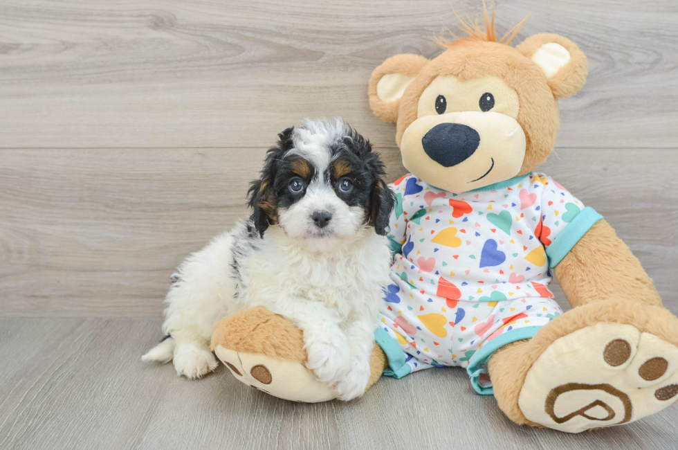 6 week old Cavapoo Puppy For Sale - Premier Pups