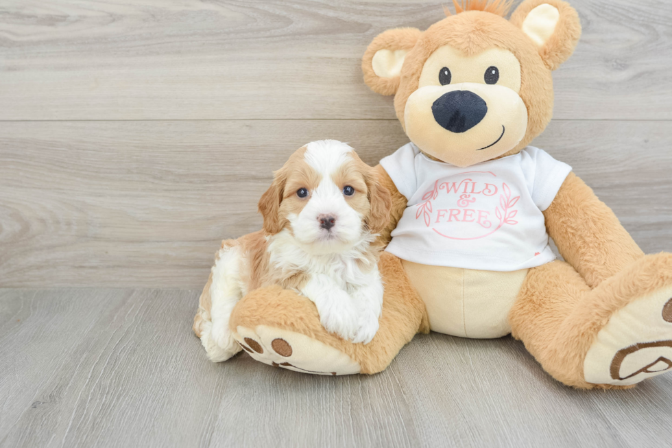 Cavapoo Pup Being Cute