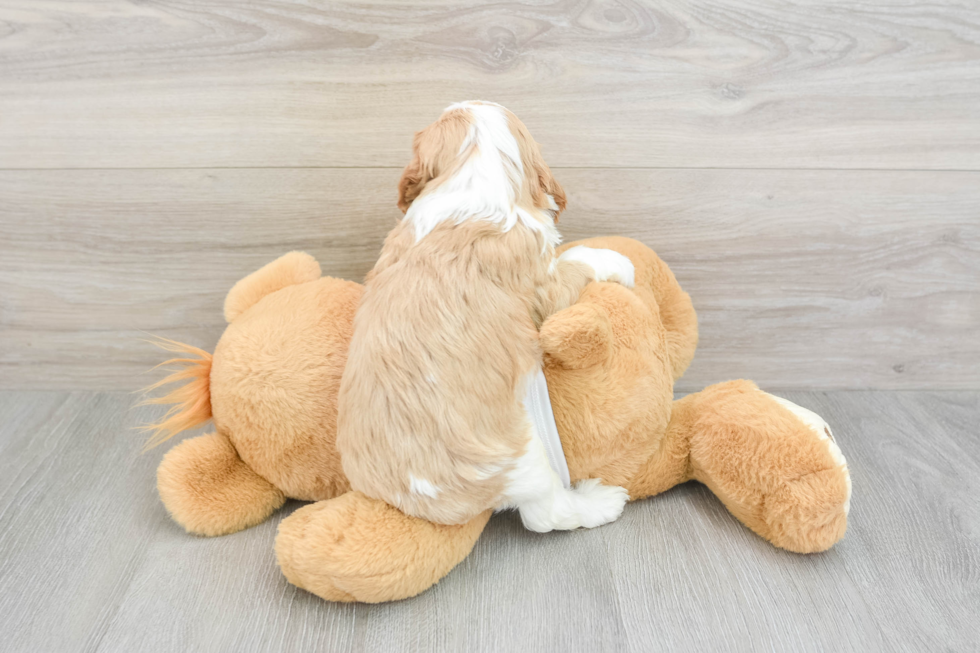 Best Cavapoo Baby