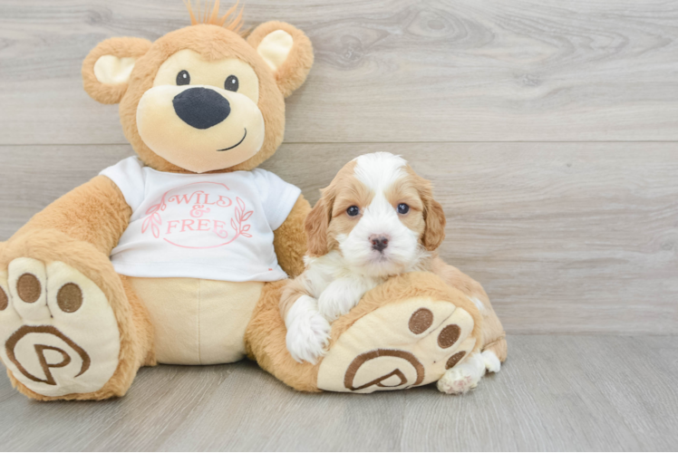 Cavapoo Puppy for Adoption