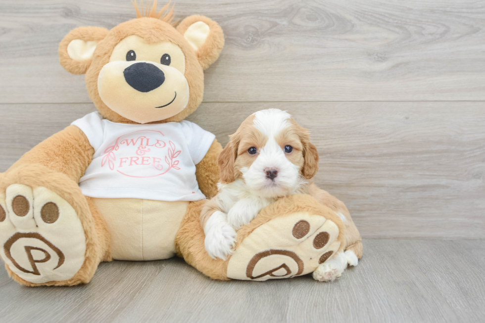 Cavapoo Puppy for Adoption