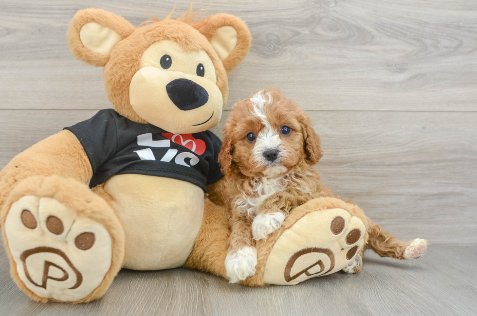 5 week old Cavapoo Puppy For Sale - Premier Pups