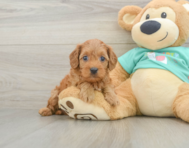 8 week old Cavapoo Puppy For Sale - Premier Pups