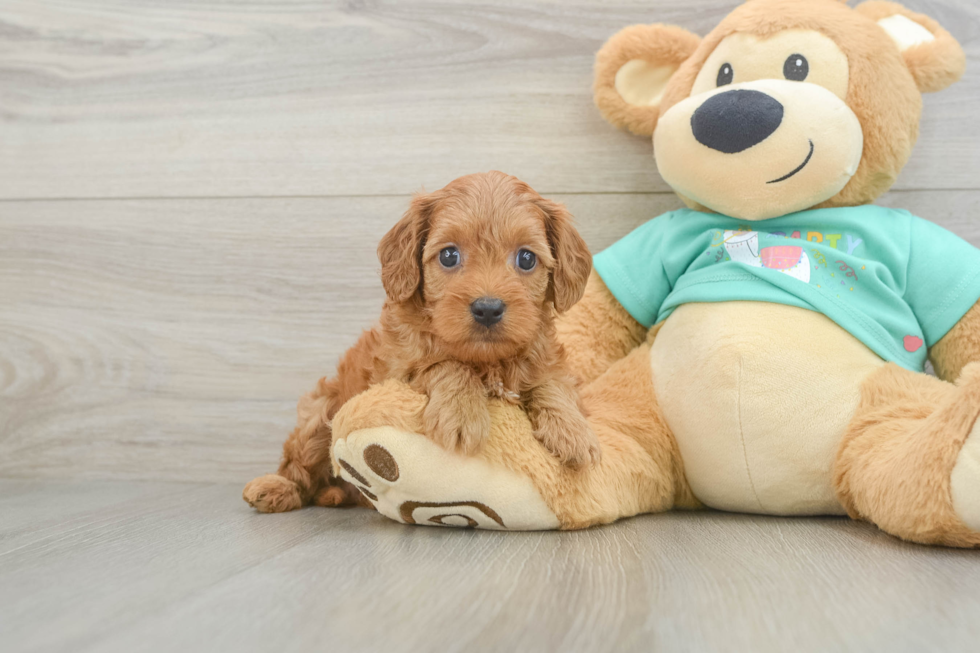 Hypoallergenic Cavadoodle Poodle Mix Puppy