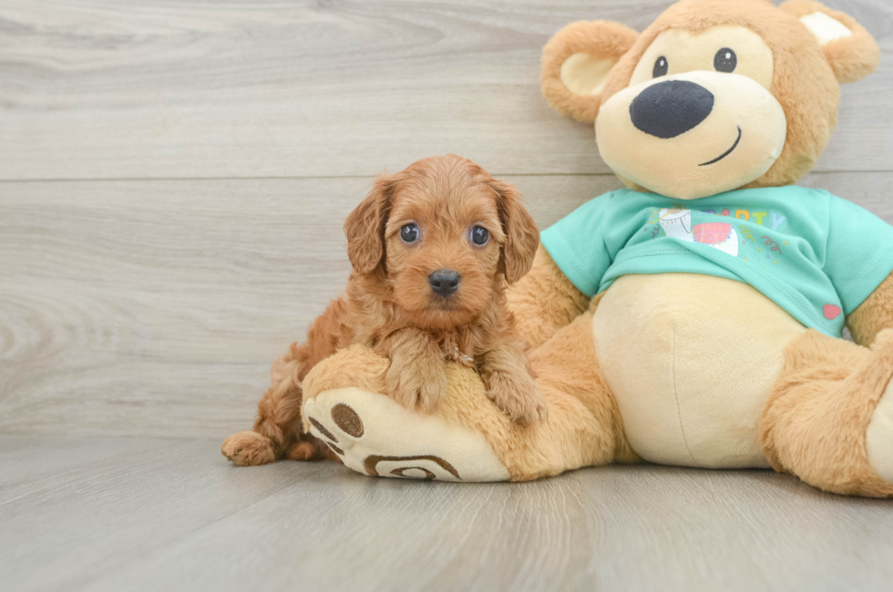 6 week old Cavapoo Puppy For Sale - Premier Pups
