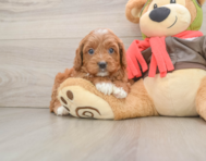7 week old Cavapoo Puppy For Sale - Premier Pups