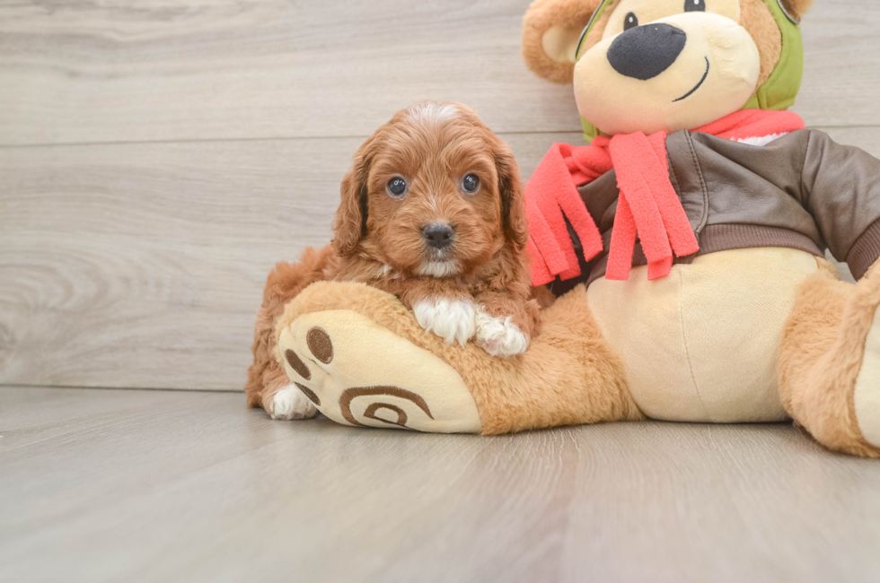 5 week old Cavapoo Puppy For Sale - Premier Pups