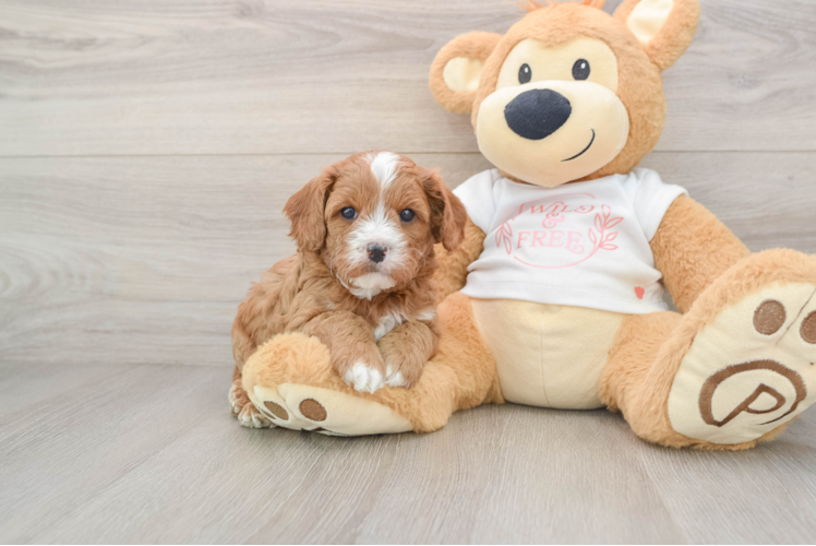 Best Cavapoo Baby