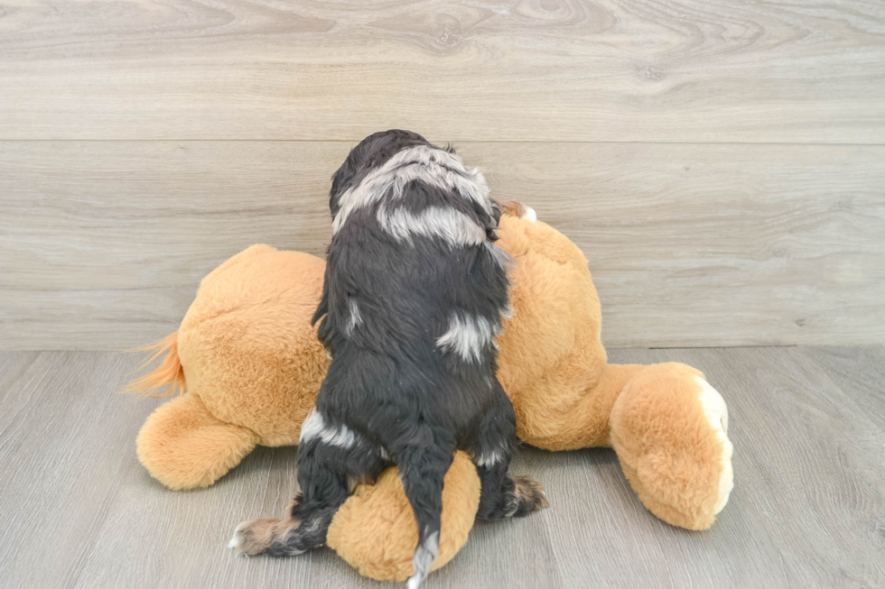 Little Cavipoo Poodle Mix Puppy