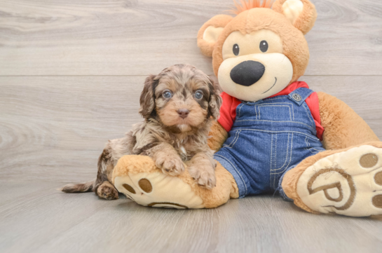 Best Cavapoo Baby