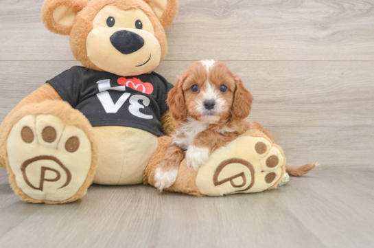 Cavapoo Puppy for Adoption