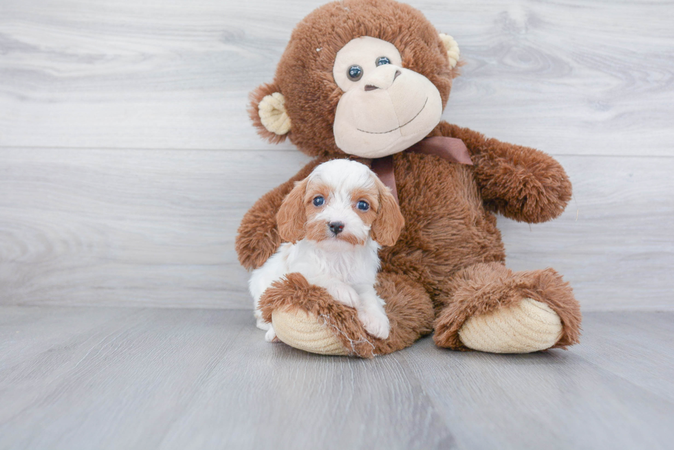 Best Cavapoo Baby