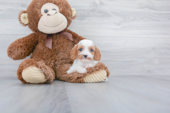 Hypoallergenic Cavoodle Poodle Mix Puppy