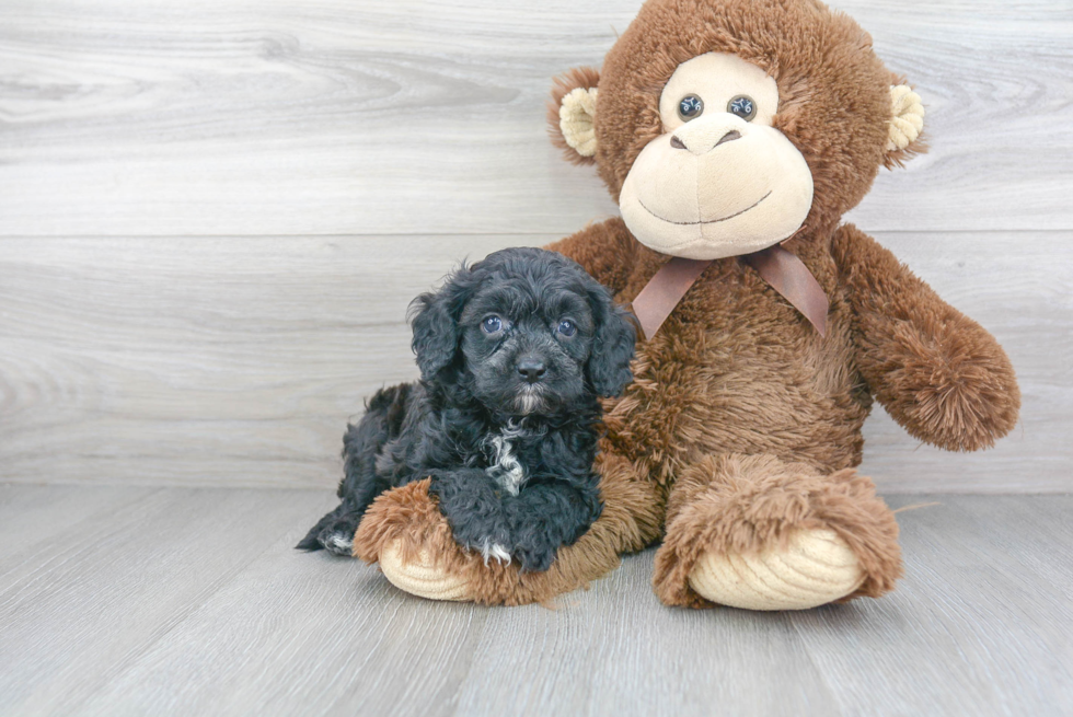 Cavapoo Pup Being Cute